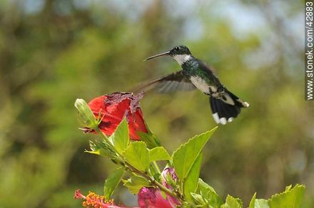 White-throated Hummingbird - Fauna - MORE IMAGES. Photo #42883