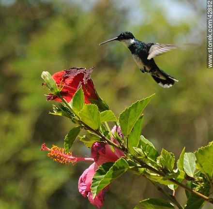 White-throated Hummingbird - Department of Maldonado - URUGUAY. Photo #42882