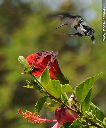 White-throated Hummingbird - Fauna - MORE IMAGES. Photo #42880