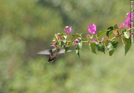 Common hummingbird - Department of Maldonado - URUGUAY. Photo #42818