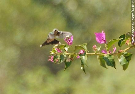 Common hummingbird - Department of Maldonado - URUGUAY. Photo #42816