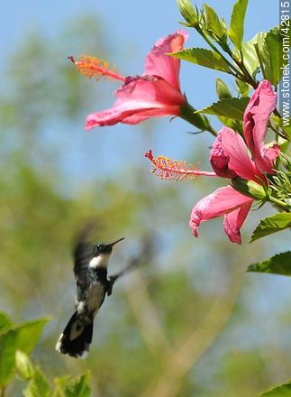 White-throated Hummingbird - Department of Maldonado - URUGUAY. Photo #42815