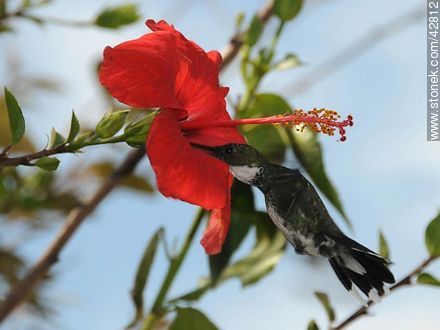 White-throated Hummingbird - Department of Maldonado - URUGUAY. Photo #42812