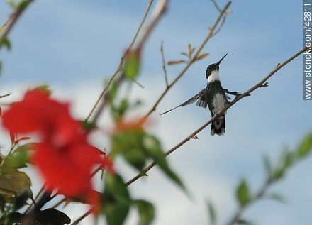 White-throated Hummingbird - Department of Maldonado - URUGUAY. Photo #42811