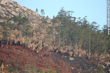 Burned areas of the Cerro del Toro. - Department of Maldonado - URUGUAY. Photo #42734