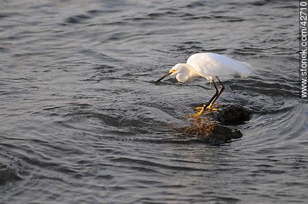 Snowy egret. - Fauna - MORE IMAGES. Photo #42710