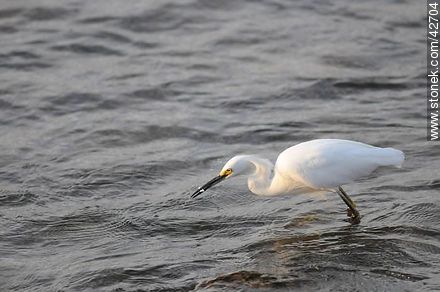 Snowy egret. - Fauna - MORE IMAGES. Photo #42704
