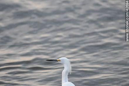 Snowy egret. -  - MORE IMAGES. Photo #42694