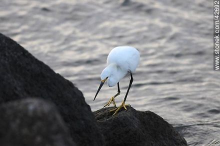 Snowy egret. - Fauna - MORE IMAGES. Photo #42692