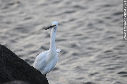 Snowy egret. - Department of Maldonado - URUGUAY. Photo #42691