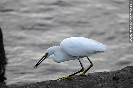 Snowy egret. - Fauna - MORE IMAGES. Photo #42687