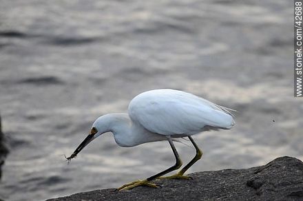 Snowy egret. - Department of Maldonado - URUGUAY. Photo #42688