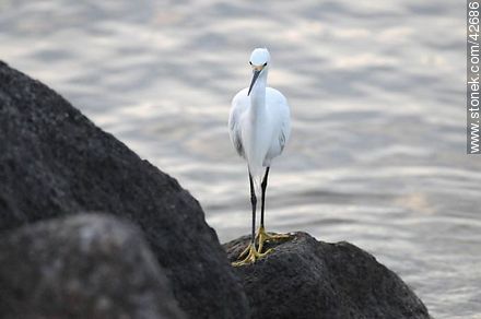 Snowy egret. - Fauna - MORE IMAGES. Photo #42686