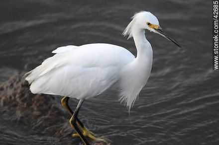 Snowy egret. - Fauna - MORE IMAGES. Photo #42685