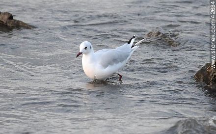Gaviota Capucho Gris - Departamento de Maldonado - URUGUAY. Foto No. 42684