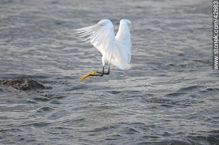 Snowy egret. - Fauna - MORE IMAGES. Photo #42683