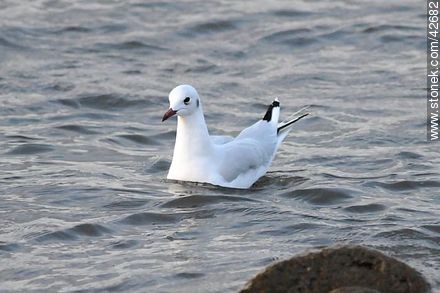 Gaviota Capucho Gris - Departamento de Maldonado - URUGUAY. Foto No. 42682