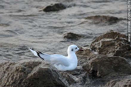 Gaviota Capucho Gris - Departamento de Maldonado - URUGUAY. Foto No. 42679