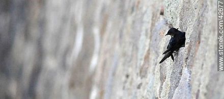 Golondrina doméstica con su nido en un hueco del murallón - Departamento de Maldonado - URUGUAY. Foto No. 42677