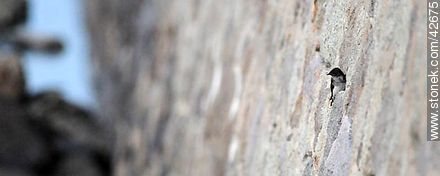 Golondrina doméstica con su nido en un hueco del murallón - Departamento de Maldonado - URUGUAY. Foto No. 42675