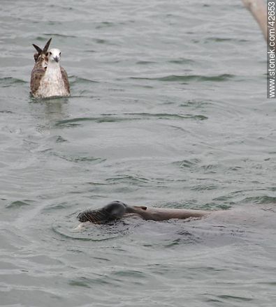 South American fur seal under the gaze of a young gull - Department of Maldonado - URUGUAY. Photo #42653