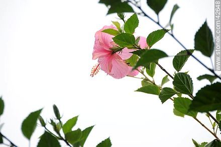 Flor de hibisco rosado. -  - IMÁGENES VARIAS. Foto No. 42648