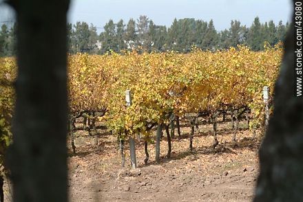 Vineyard in autumn - Department of Canelones - URUGUAY. Photo #43080