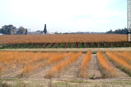 Vineyard in autumn - Department of Canelones - URUGUAY. Foto No. 43078