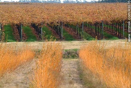 Vineyard in autumn - Department of Canelones - URUGUAY. Photo #43076