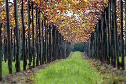 Vineyard in autumn - Department of Canelones - URUGUAY. Foto No. 43071