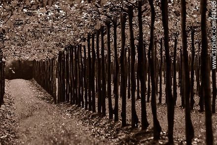 Vineyard in autumn - Department of Canelones - URUGUAY. Photo #43065