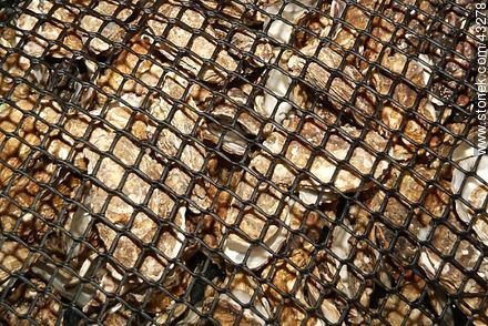 Oysters in a wire mesh - Region of Poitou-Charentes - FRANCE. Photo #43278