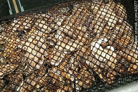 Oysters in a wire mesh - Region of Poitou-Charentes - FRANCE. Photo #43277