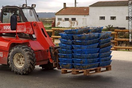 Moving oyster baskets - Region of Poitou-Charentes - FRANCE. Photo #43274