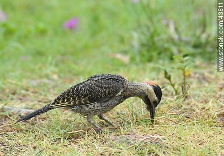 Green-barred Woodpecker - Fauna - MORE IMAGES. Photo #43811