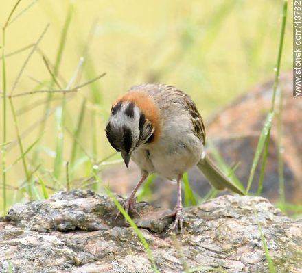 Rufous-collared Sparrow - Fauna - MORE IMAGES. Photo #43782