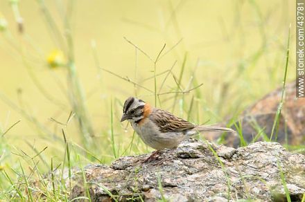 Rufous-collared Sparrow - Fauna - MORE IMAGES. Photo #43781