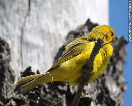 Male Saffron Finch - Fauna - MORE IMAGES. Photo #43681