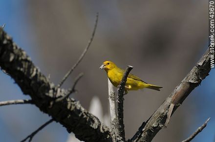 Male Saffron Finch - Fauna - MORE IMAGES. Photo #43670