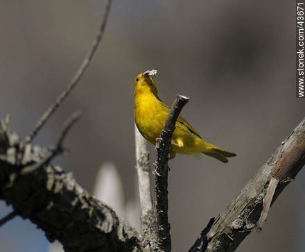 Male Saffron Finch - Fauna - MORE IMAGES. Photo #43671