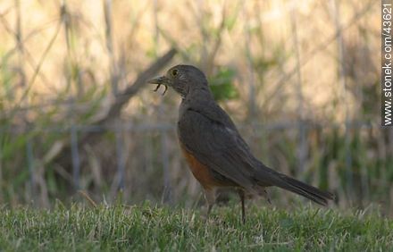 Rufus-bellied Thrush - Fauna - MORE IMAGES. Photo #43621