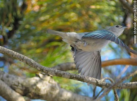 Flying Sayaca Tanager - Fauna - MORE IMAGES. Photo #43618