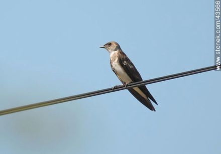 Brown-chested Martin - Fauna - MORE IMAGES. Photo #43566