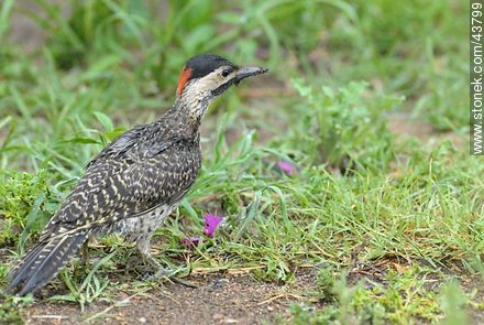 Green-barred Woodpecker - Fauna - MORE IMAGES. Photo #43799