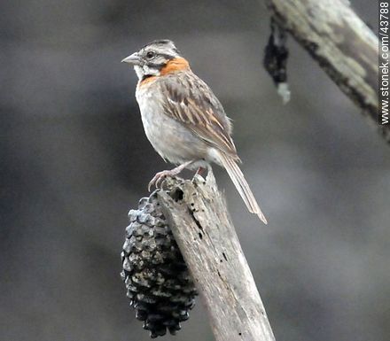 Rufous-collared Sparrow - Fauna - MORE IMAGES. Photo #43788