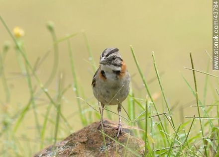 Rufous-collared Sparrow - Fauna - MORE IMAGES. Photo #43784