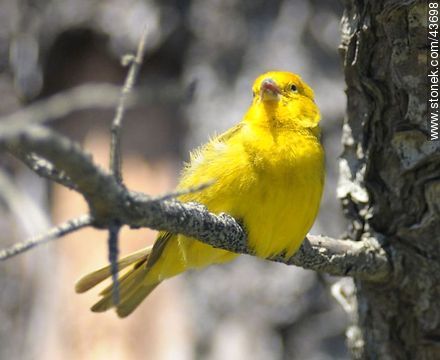 Male Saffron Finch - Fauna - MORE IMAGES. Photo #43698