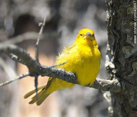 Male Saffron Finch - Fauna - MORE IMAGES. Photo #43697