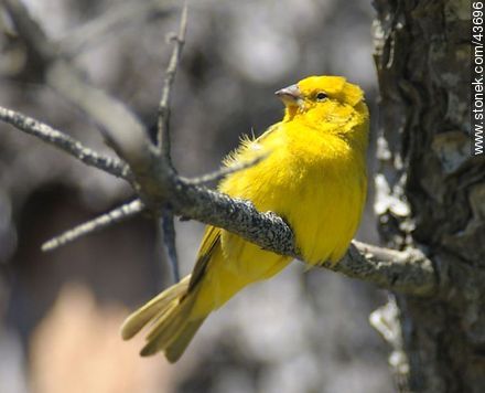 Male Saffron Finch - Fauna - MORE IMAGES. Photo #43696