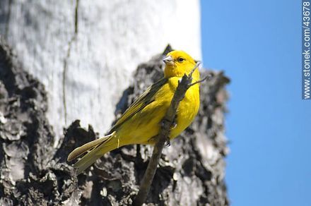 Male Saffron Finch - Fauna - MORE IMAGES. Photo #43678